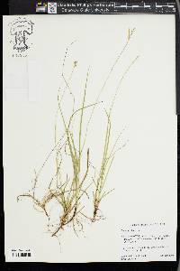 Carex peckii image