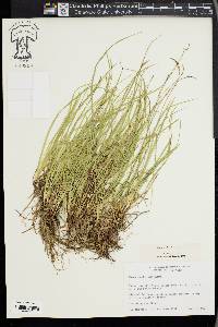 Carex peckii image