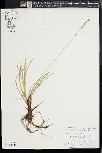 Carex pediformis image