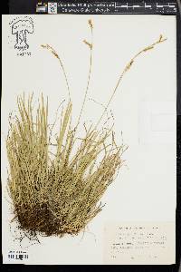 Carex pediformis image