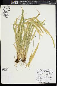 Carex kraliana image