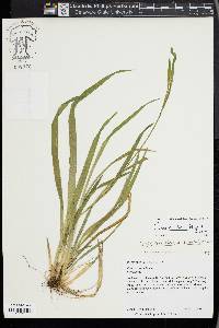 Carex kraliana image