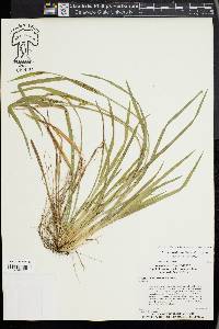 Carex kraliana image