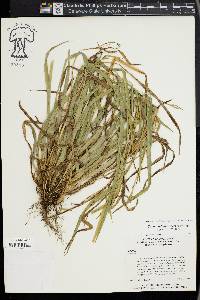 Carex kraliana image