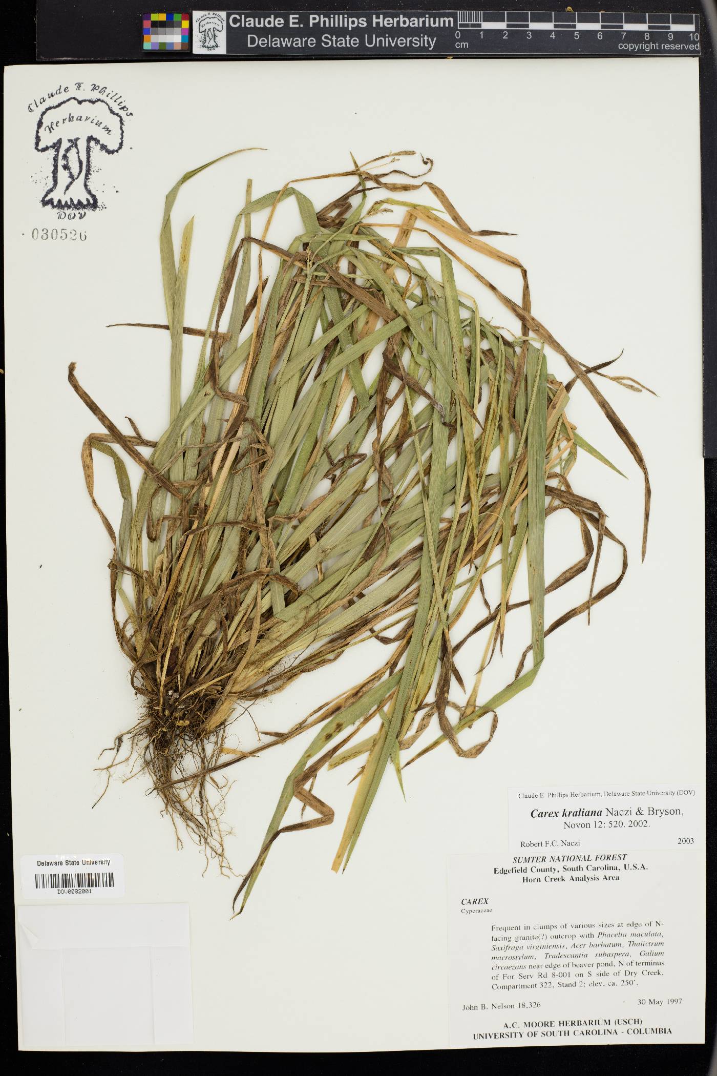 Carex kraliana image