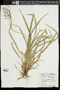 Carex kraliana image