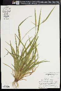 Carex kraliana image