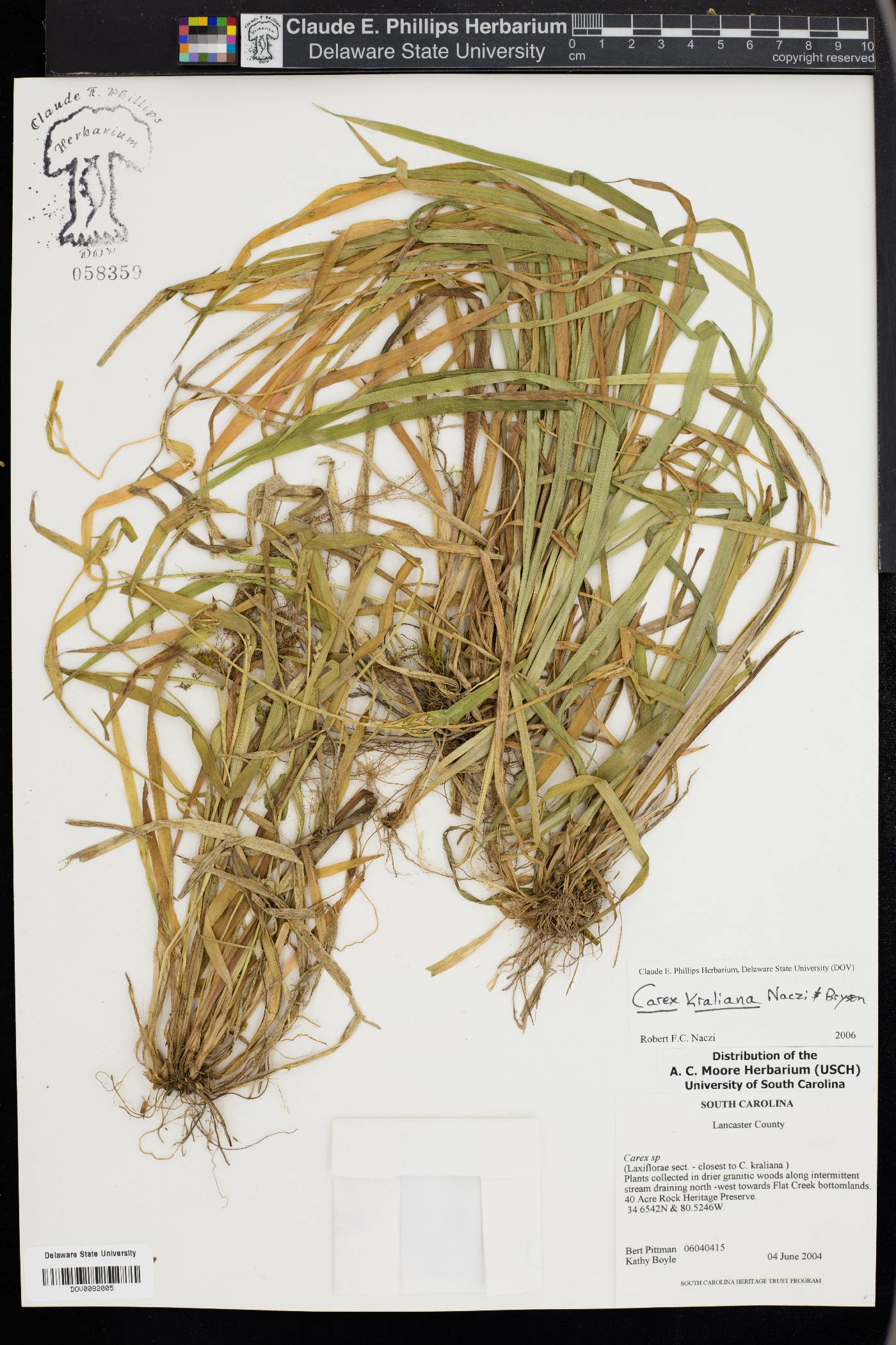 Carex kraliana image