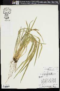 Carex kraliana image