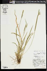 Carex kraliana image