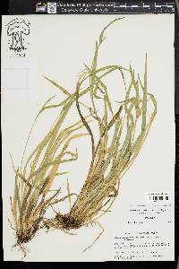 Carex kraliana image