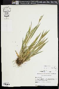 Carex kraliana image