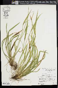 Carex kraliana image