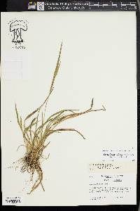 Carex kraliana image