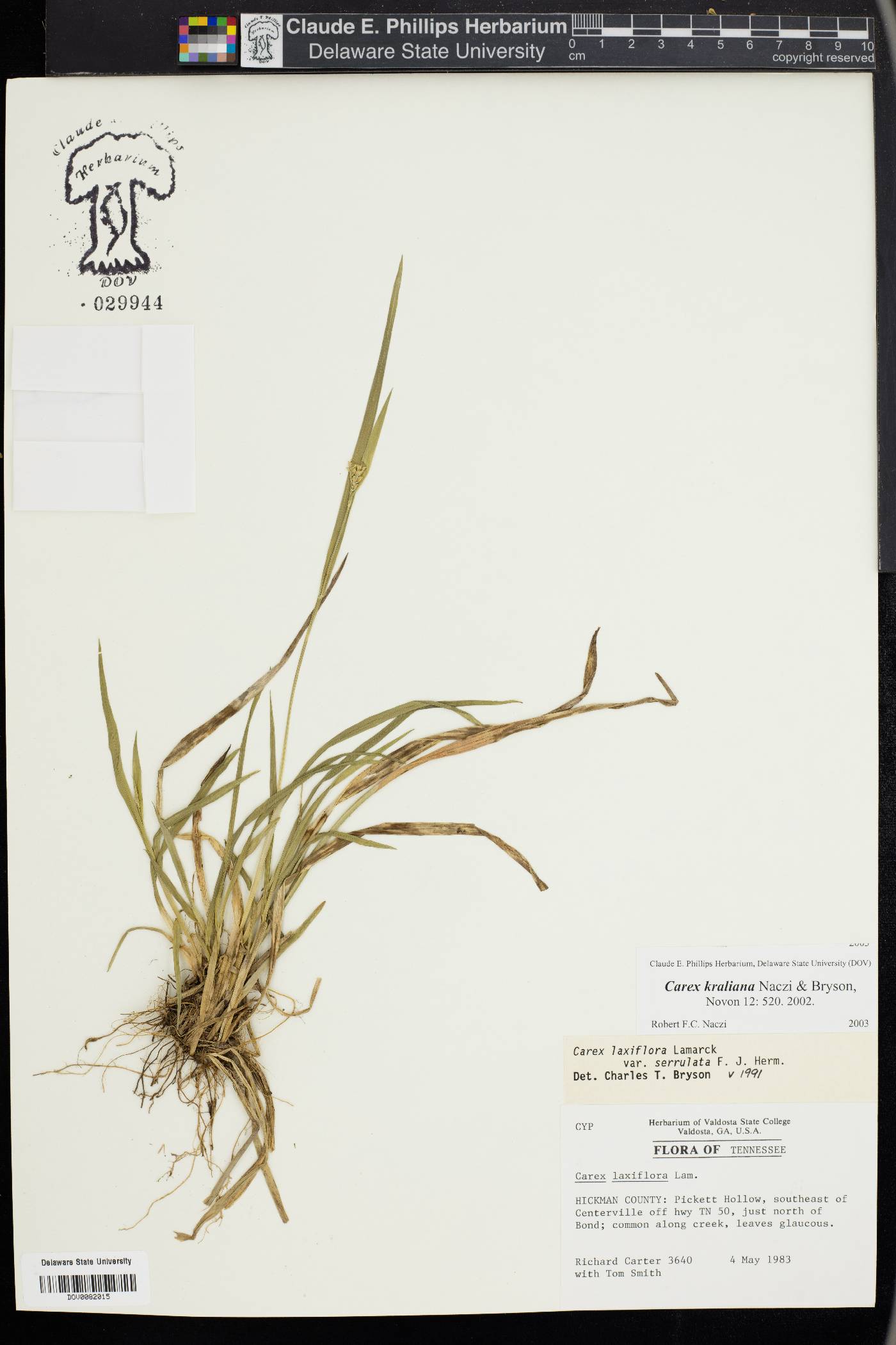 Carex kraliana image