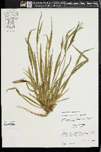 Carex kraliana image