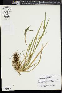 Carex kraliana image