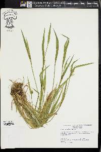 Carex kraliana image