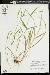 Carex kraliana image