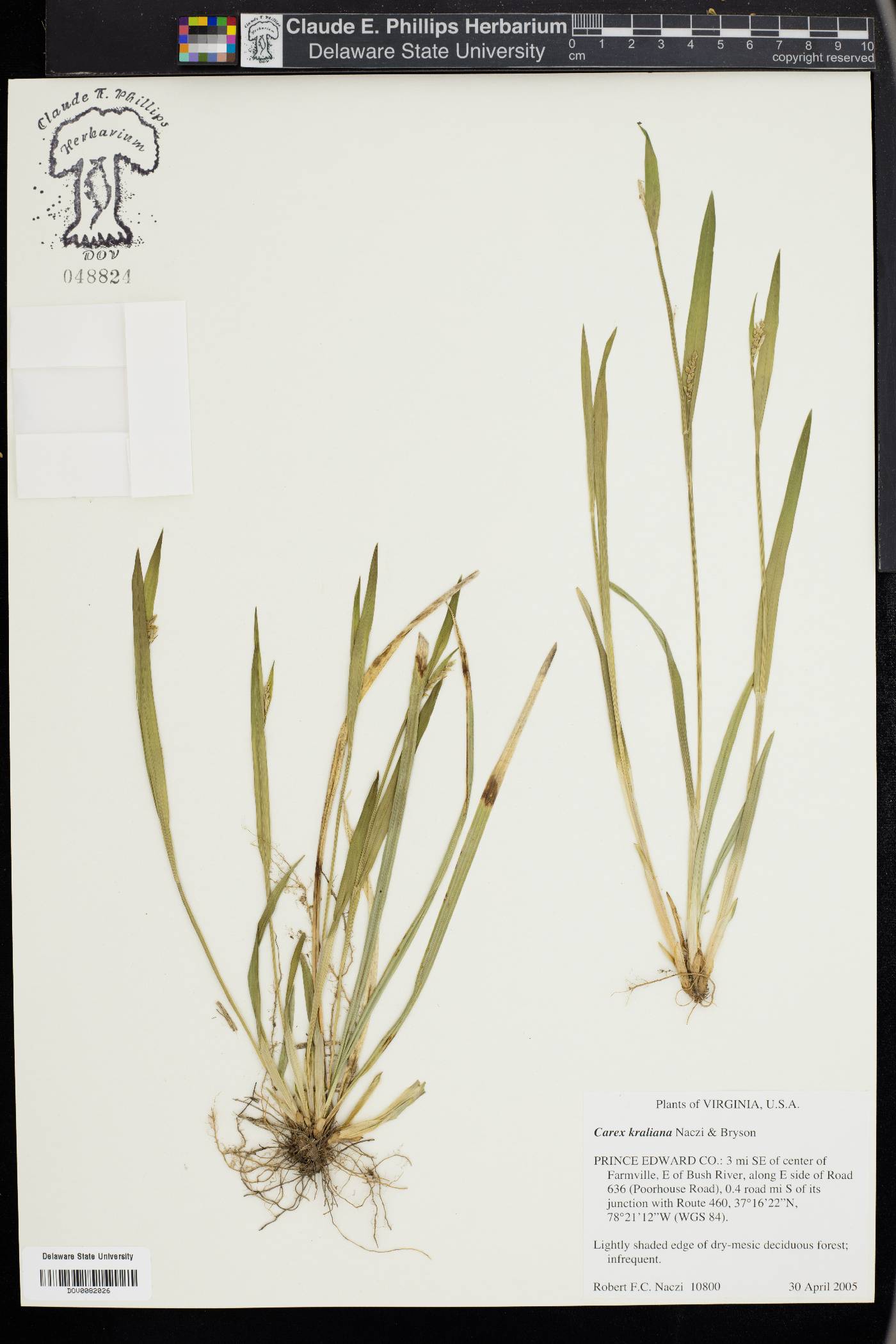 Carex kraliana image