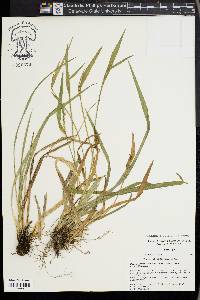 Carex kraliana image