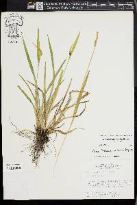 Carex kraliana image