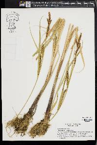 Carex lacustris image