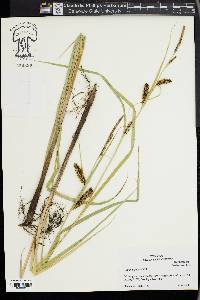 Carex lacustris image