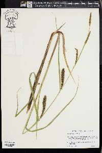 Carex lacustris image