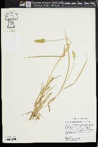 Carex laevivaginata image