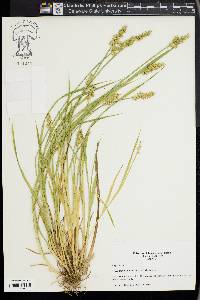 Carex laevivaginata image