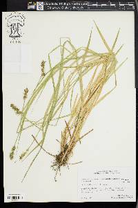 Carex laevivaginata image