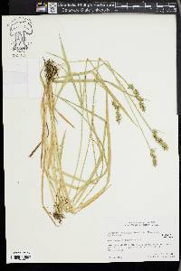 Carex laevivaginata image