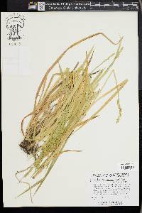 Carex laevivaginata image