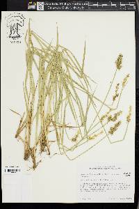 Carex laevivaginata image