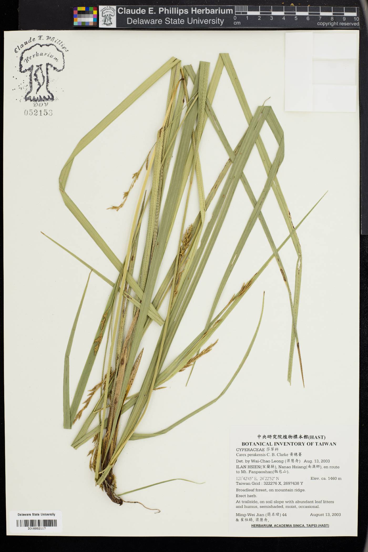 Carex perakensis image