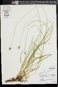 Carex perdentata image