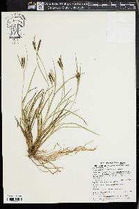 Carex phacota image