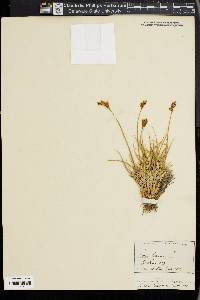 Carex phaeocephala image