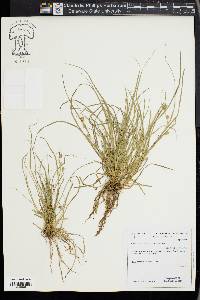 Carex phalaroides image