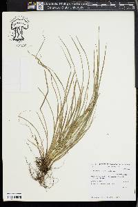 Carex phalaroides image