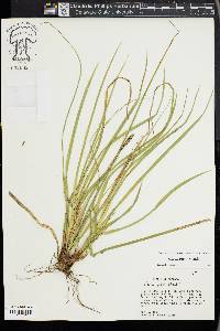 Carex picta image