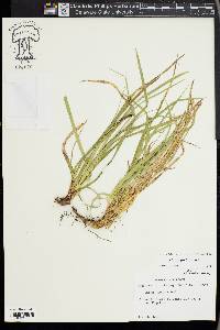 Carex picta image