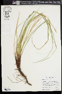 Carex picta image