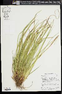 Carex picta image