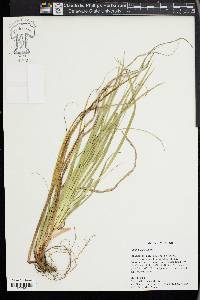 Carex picta image