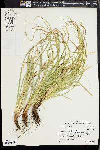 Carex picta image