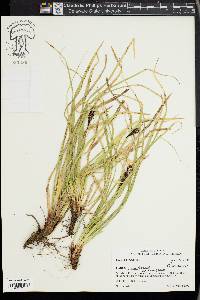 Carex picta image