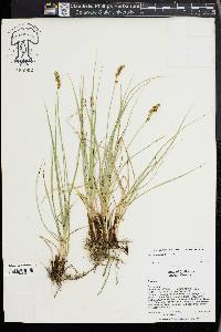 Carex praegracilis image