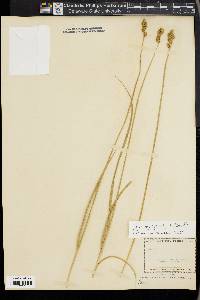 Carex praegracilis image